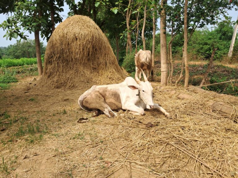 WhatsApp Image 2025-05-14 at 1.56.45 PM