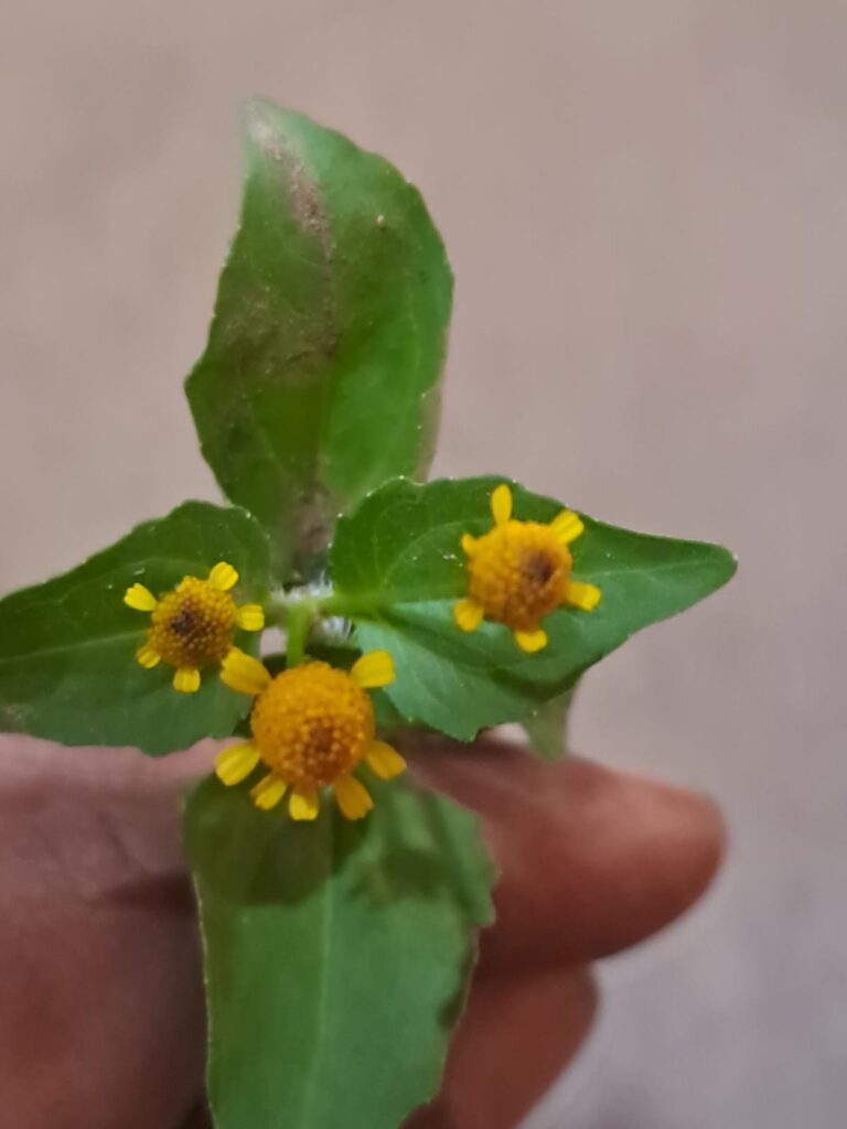 WhatsApp Image 2025-05-14 at 1.56.46 PM